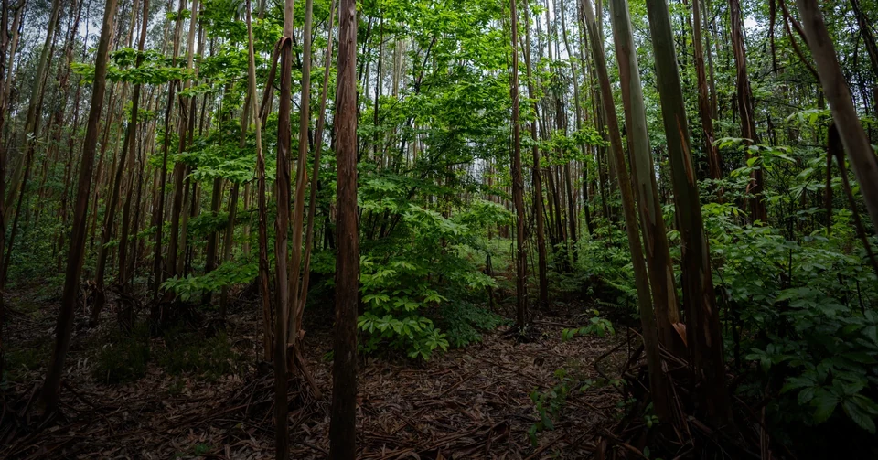 Woodland associated with Miranda’s biodiversity restoration programme